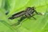 Didysmachus picipes